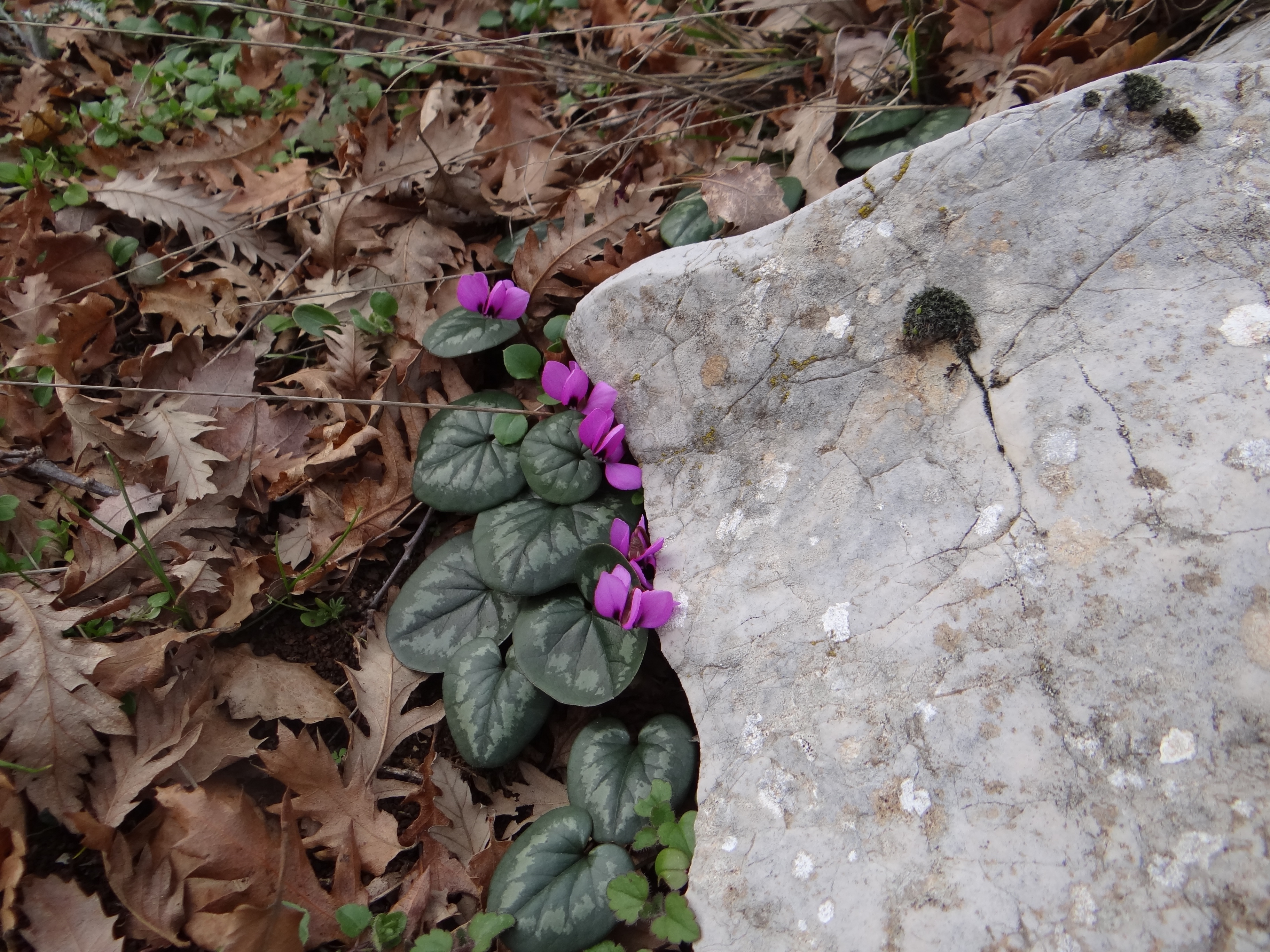Cyclamen coum Mill.